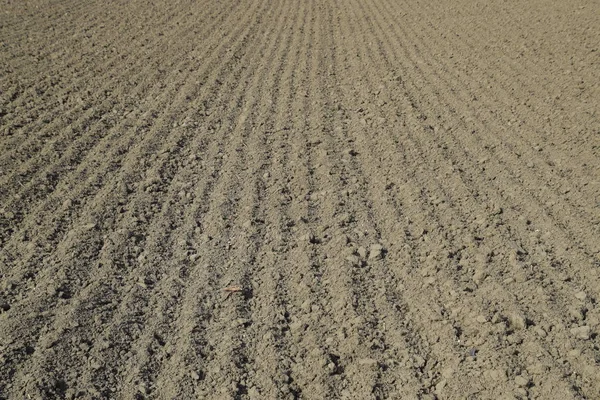 Campo Fluido Filas Siembra Soja Suelo Campo —  Fotos de Stock