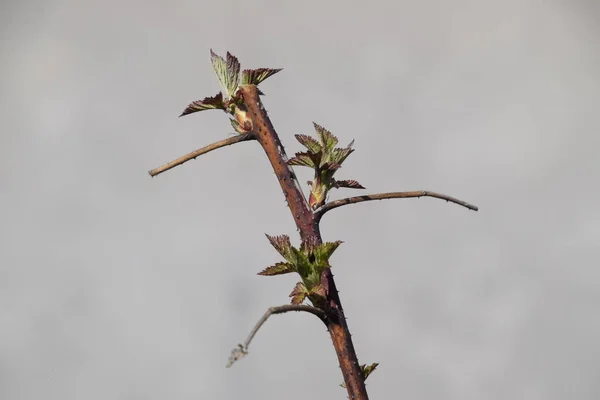 Brotes Jóvenes Frambuesas Primavera Jardín Brotes Florecientes Frambuesas — Foto de Stock