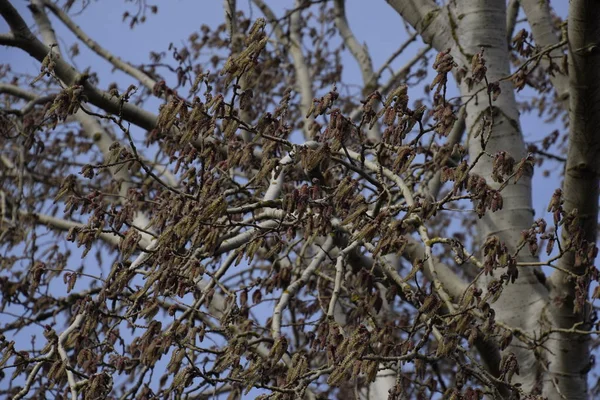 Çiçekli gümüş kavak. Baharda gümüş kavak ağacı. Çiçeklerden kavak tüyü - küpeler.