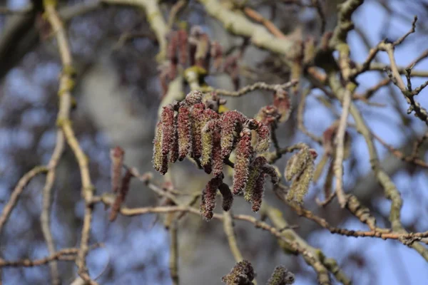 Peuplier Argenté Fleurs Peuplier Argenté Printemps Peluches Peuplier Fleurs Boucles — Photo