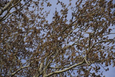 Çiçekli gümüş kavak. Baharda gümüş kavak ağacı. Çiçeklerden kavak tüyü - küpeler.