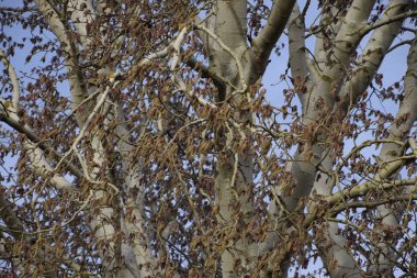 Çiçekli gümüş kavak. Baharda gümüş kavak ağacı. Çiçeklerden kavak tüyü - küpeler.