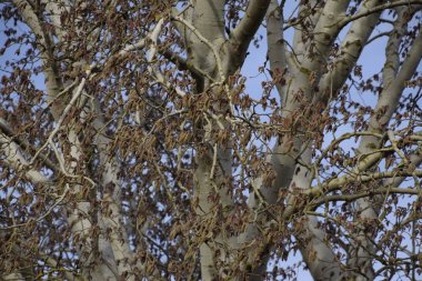 Çiçekli gümüş kavak. Baharda gümüş kavak ağacı. Çiçeklerden kavak tüyü - küpeler.