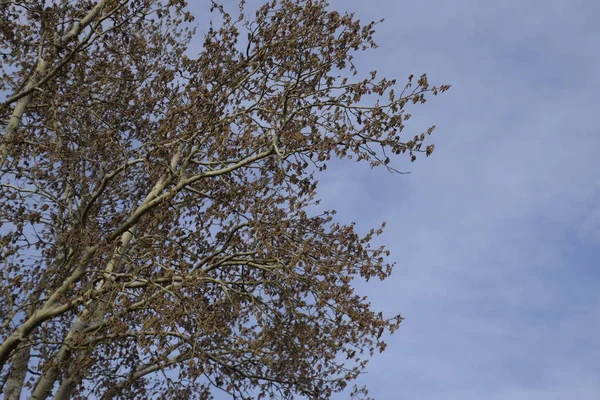 銀のポプラの開花 春にはシルバーポプラの木 花からのポプラの綿毛 イヤリング — ストック写真