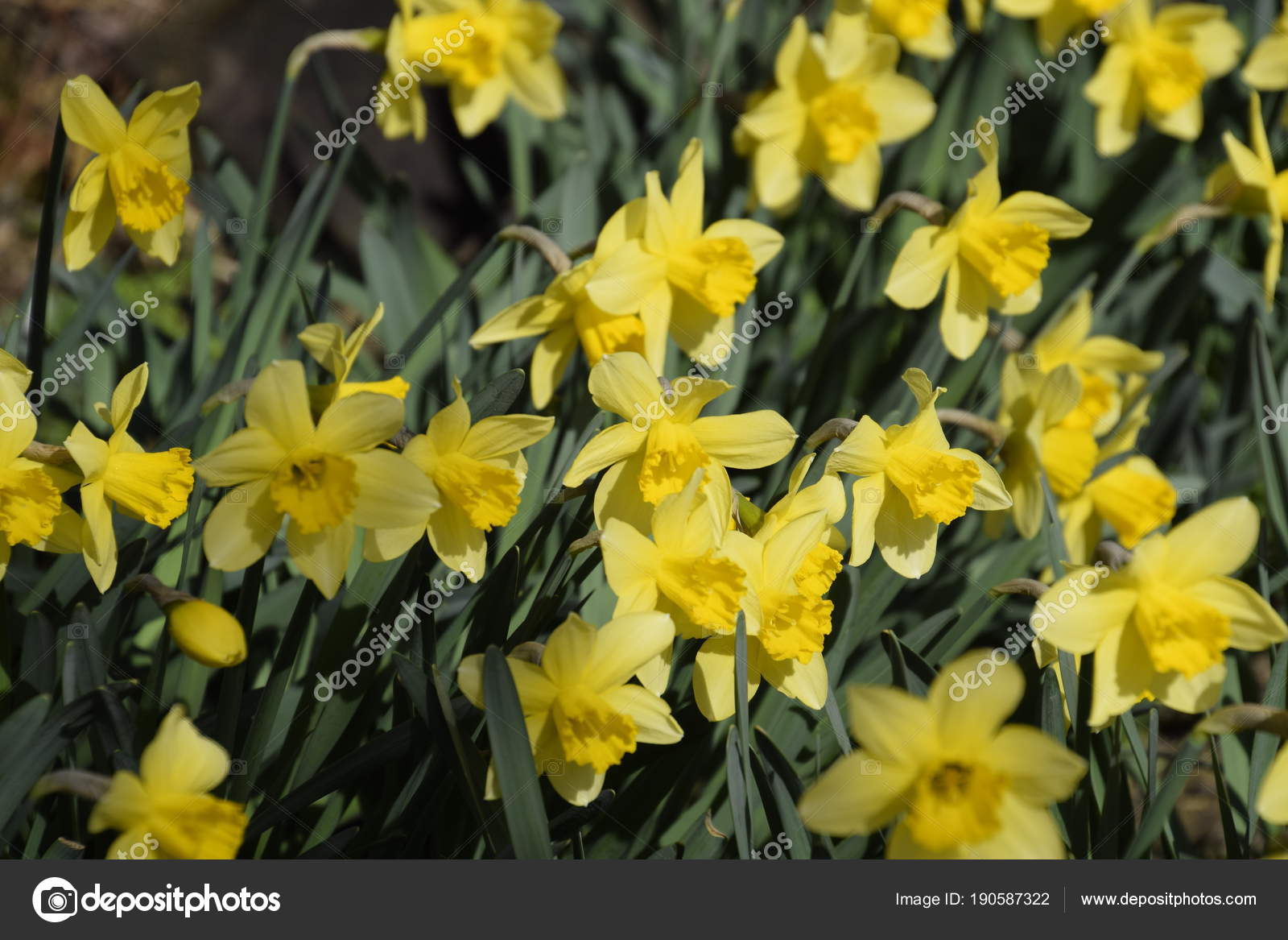 Jonquille Fleurs Jaune Plantes Bulbe Fleurs Printemps Dans