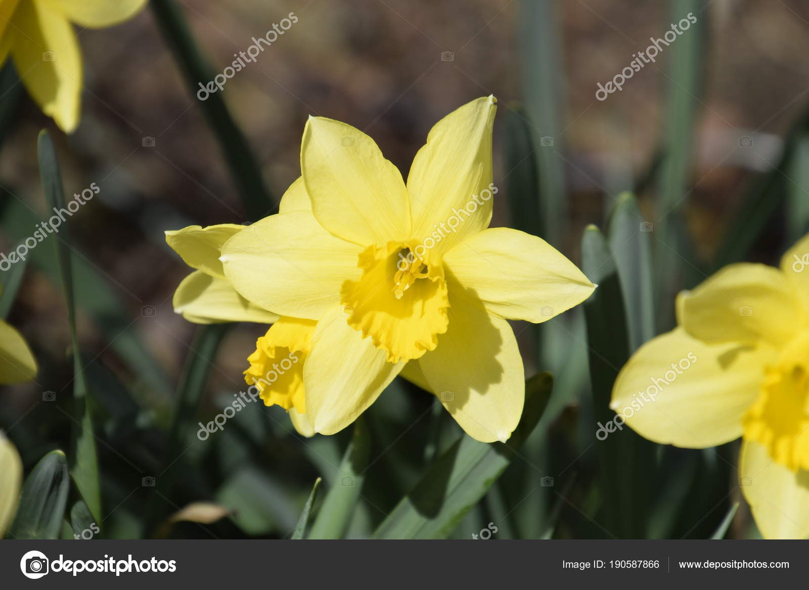 Jonquille Fleurs Jaune Plantes Bulbe Fleurs Printemps Dans