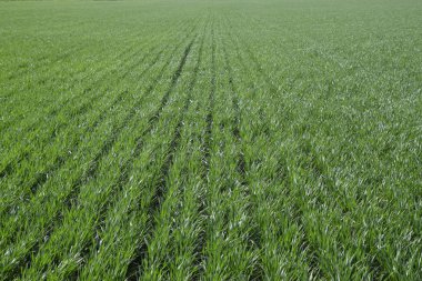 Bahar kış buğday alan. Buğday bir alanda yere vuruyor. Tahıl ekimi.