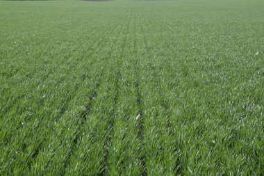 Bahar kış buğday alan. Buğday bir alanda yere vuruyor. Tahıl ekimi.