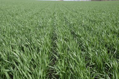 Bahar kış buğday alan. Buğday bir alanda yere vuruyor. Tahıl ekimi.