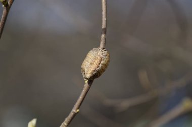 Ağacın dallarında peygamberdevesi var. Böceğin yumurtaları koza içine kış için bırakılır. Fındık dalıyla Ooteca.
