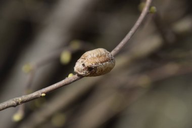 Ağacın dallarında peygamberdevesi var. Böceğin yumurtaları koza içine kış için bırakılır. Fındık dalıyla Ooteca.