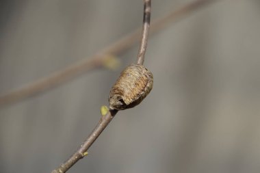Ağacın dallarında peygamberdevesi var. Böceğin yumurtaları koza içine kış için bırakılır. Fındık dalıyla Ooteca.