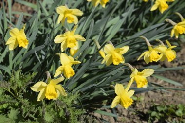 Çiçekler sarı nergis. Bahar çiçekli ampul flowerbed bitkilerde.