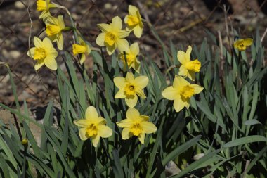 Çiçekler sarı nergis. Bahar çiçekli ampul flowerbed bitkilerde.