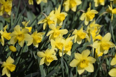 Çiçekler sarı nergis. Bahar çiçekli ampul flowerbed bitkilerde.