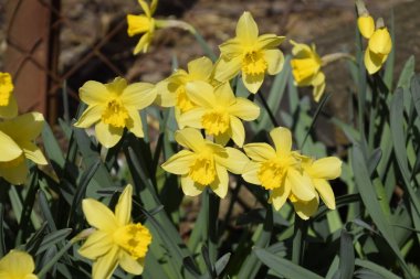 Çiçekler sarı nergis. Bahar çiçekli ampul flowerbed bitkilerde.