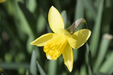 Çiçekler sarı nergis. Bahar çiçekli ampul flowerbed bitkilerde.