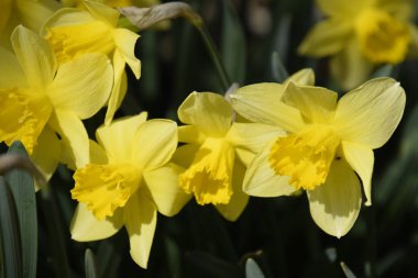 Çiçekler sarı nergis. Bahar çiçekli ampul flowerbed bitkilerde.