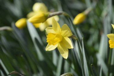 Çiçekler sarı nergis. Bahar çiçekli ampul flowerbed bitkilerde.