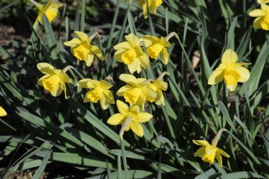Çiçekler sarı nergis. Bahar çiçekli ampul flowerbed bitkilerde.