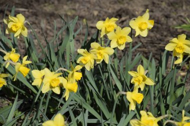 Çiçekler sarı nergis. Bahar çiçekli ampul flowerbed bitkilerde.
