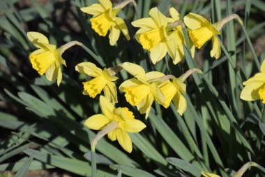 Çiçekler sarı nergis. Bahar çiçekli ampul flowerbed bitkilerde.