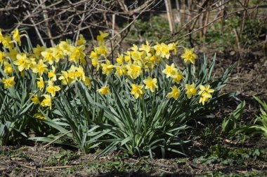 Çiçekler sarı nergis. Bahar çiçekli ampul flowerbed bitkilerde.