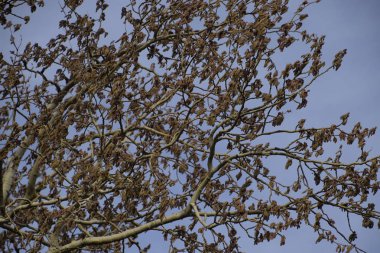 Çiçekli gümüş kavak. Baharda gümüş kavak ağacı. Çiçeklerden kavak tüyü - küpeler.