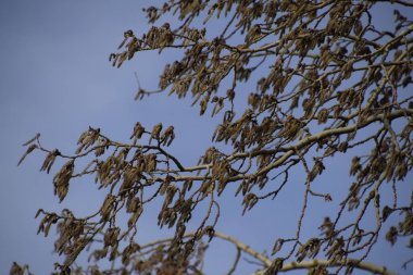 Çiçekli gümüş kavak. Baharda gümüş kavak ağacı. Çiçeklerden kavak tüyü - küpeler.
