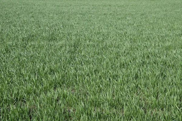 Весеннее Зимнее Пшеничное Поле Съемки Пшеницы Поле Земле Культивация Зерновых — стоковое фото