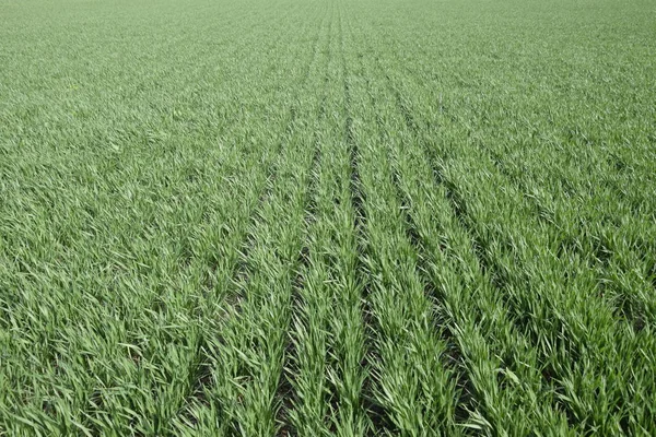 Spring Winter Wheat Field Shoots Wheat Field Ground Cultivation Cereals — Stock Photo, Image