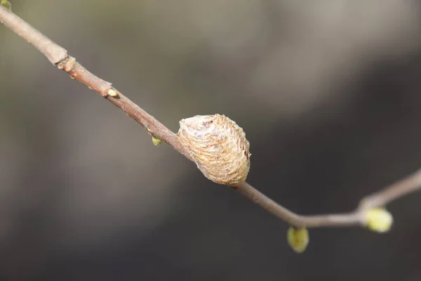 Mantis Ootheca Las Ramas Árbol Ponen Los Huevos Del Insecto — Foto de Stock