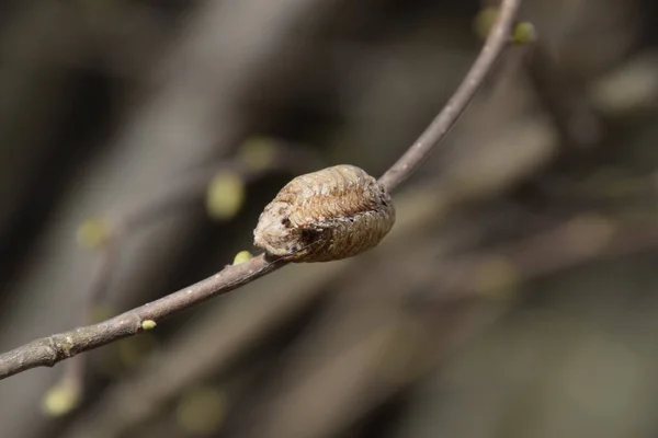Ootheca螳螂在树枝上 虫卵在茧中产卵过冬 榛子枝条上的Ooteca — 图库照片