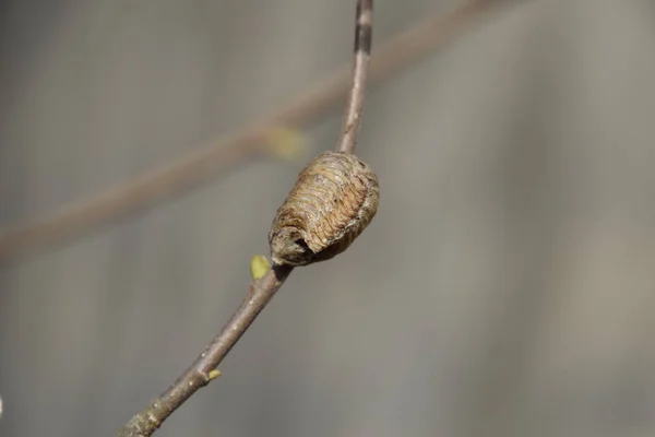 Ootheca Mantis Στα Κλαδιά Ενός Δέντρου Αυγά Του Εντόμου Που — Φωτογραφία Αρχείου