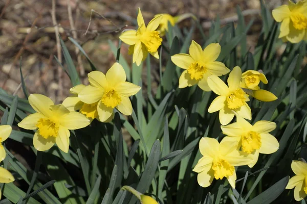 Blüten Narzissengelb Frühlingsblühende Zwiebelpflanzen Blumenbeet — Stockfoto