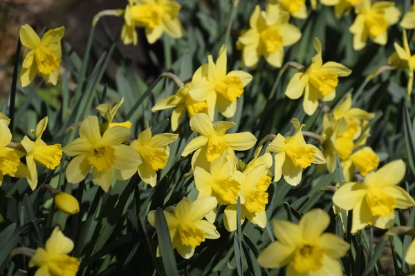 Blüten Narzissengelb Frühlingsblühende Zwiebelpflanzen Blumenbeet — Stockfoto