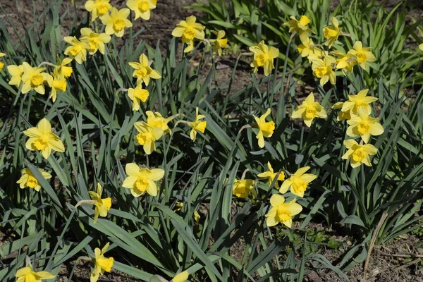 Flores Narciso Amarillo Plantas Bulbo Floración Primavera Macizo Flores — Foto de Stock