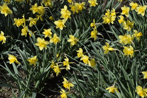 Flores Amarelo Narciso Plantas Bulbo Floração Primavera Canteiro Flores — Fotografia de Stock