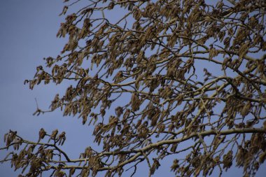 Çiçekli gümüş kavak. Baharda gümüş kavak ağacı. Çiçeklerden kavak tüyü - küpeler.