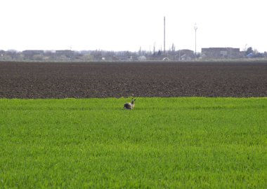 tarlada çalışan tavşan tavşan var. Korkmuş tavşan.