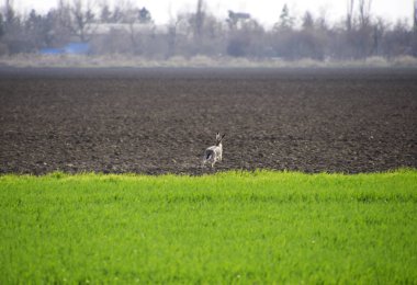 tarlada çalışan tavşan tavşan var. Korkmuş tavşan.