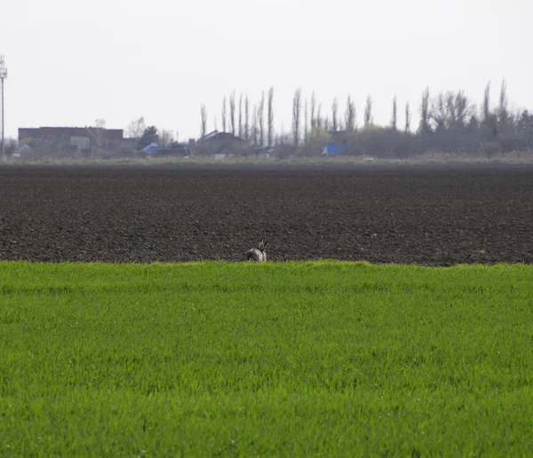 hare running across the field is a hare. A frightened hare.