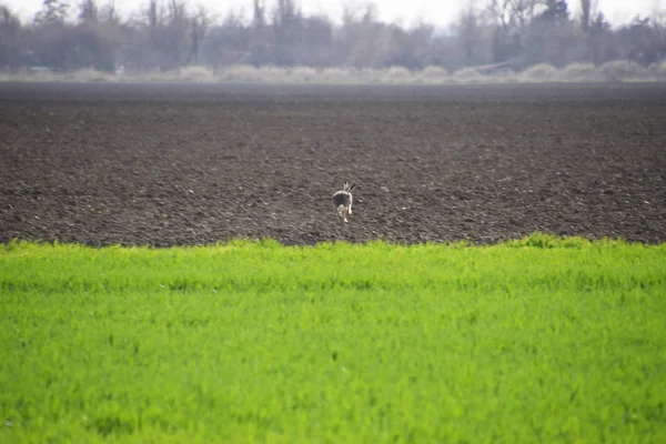 hare running across the field is a hare. A frightened hare.