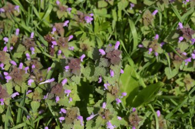 Lamium purpureum bahçede çiçek açıyor. İlaç bitkileri.