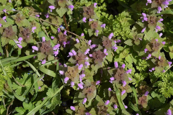 Lamium Purpureum Virágzik Kertben Gyógynövények — Stock Fotó