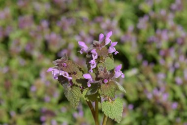 Lamium purpureum bahçede çiçek açıyor. İlaç bitkileri.