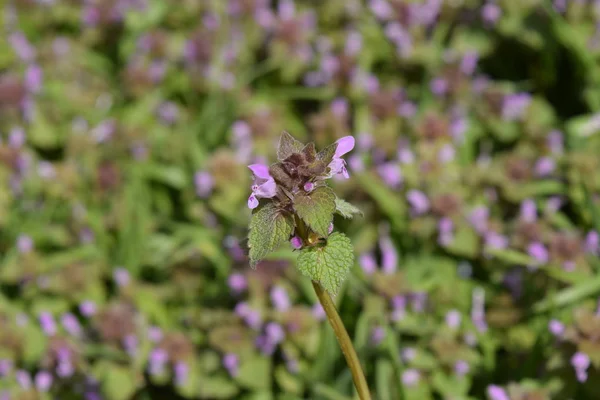 Lamium Purpureum Blooming Garden Medicinal Plants — Stock Photo, Image