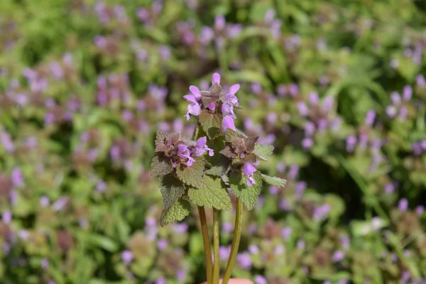 Ламий Пурпурный Цветет Саду Лекарственные Растения — стоковое фото