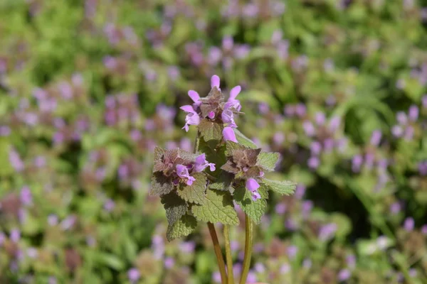 Lamium Purpureum Blooming Garden Medicinal Plants — Stock Photo, Image