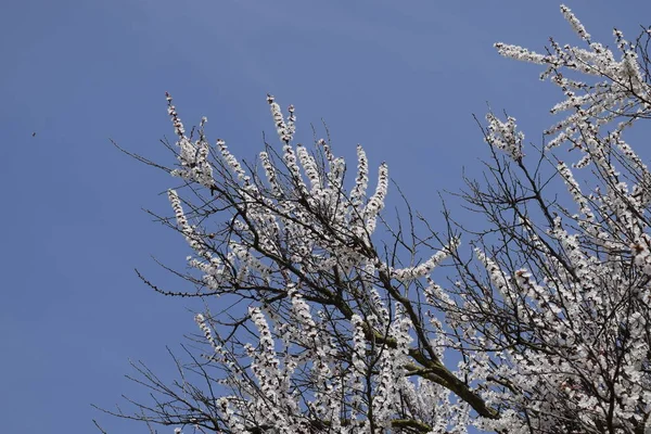 Vad Sárgabarack Kertben Virágzó Tavasszal Virágzó Fák Beporzás Virágok Kajszibarack — Stock Fotó
